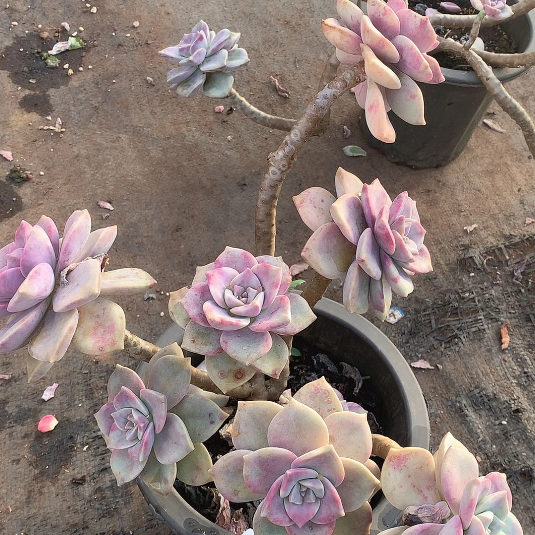 232紫乐一物一拍多肉