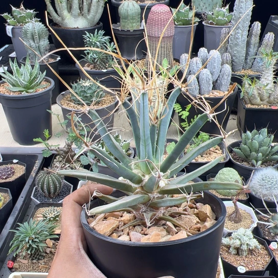 大光山实生一物一拍