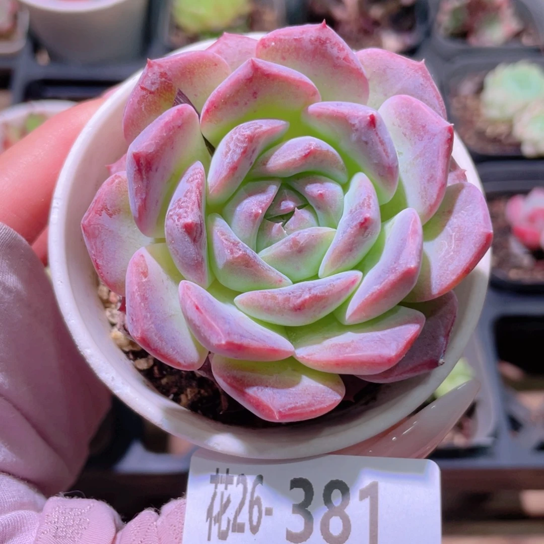 花利美26-381新品