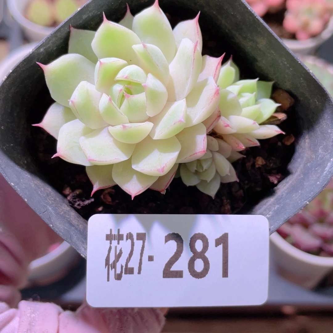 花利美27-281女王玫瑰