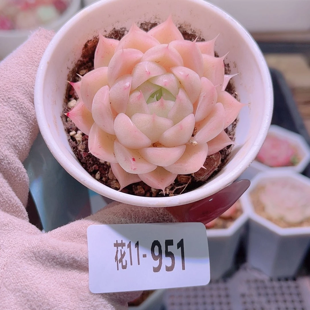 花利美11-951麦秆