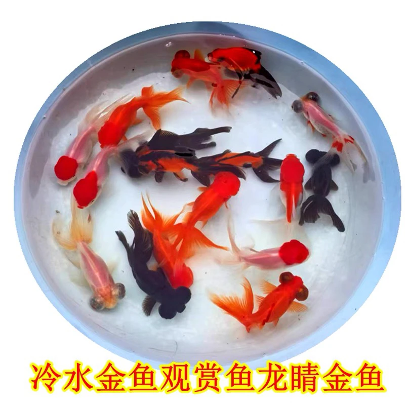 【直播间下单】31尾 鸿运当头金鱼 狮子头 4-6公分 不加温好养