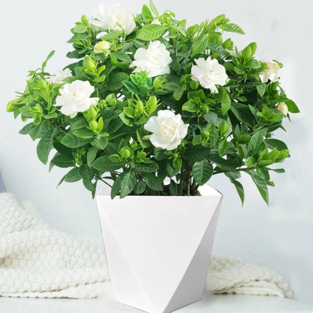 230大盆栀子花送菱形盆盆栽送菱形盆绿植四季好养客厅阳台花卉