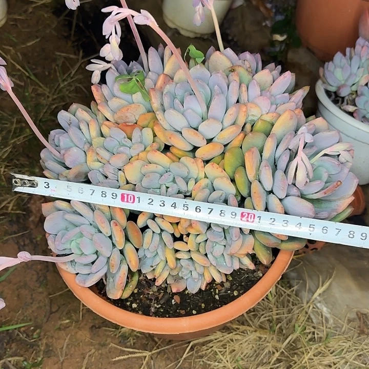 多肉植物一物一拍灰姑娘601