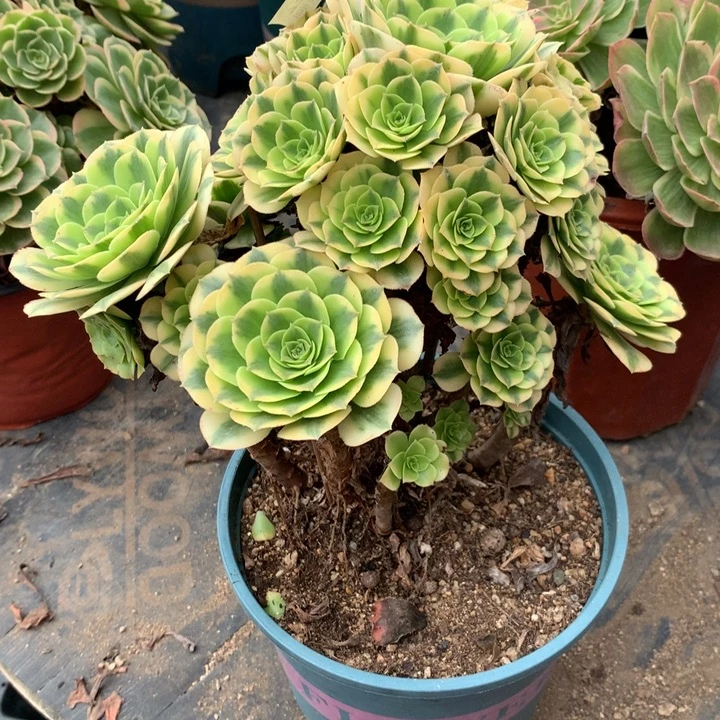 724金丝翡翠多肉植物特价