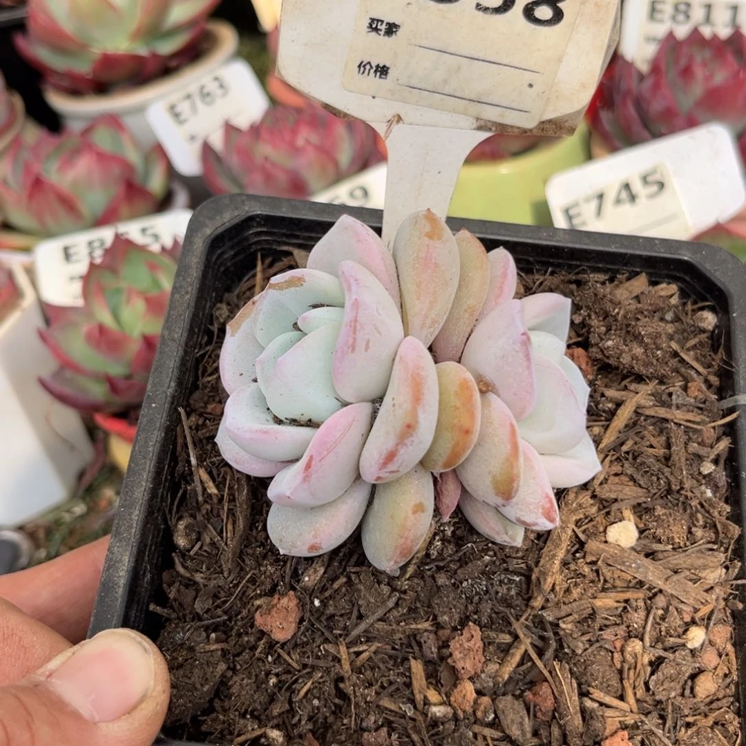 奶茶多肉植物558号多肉