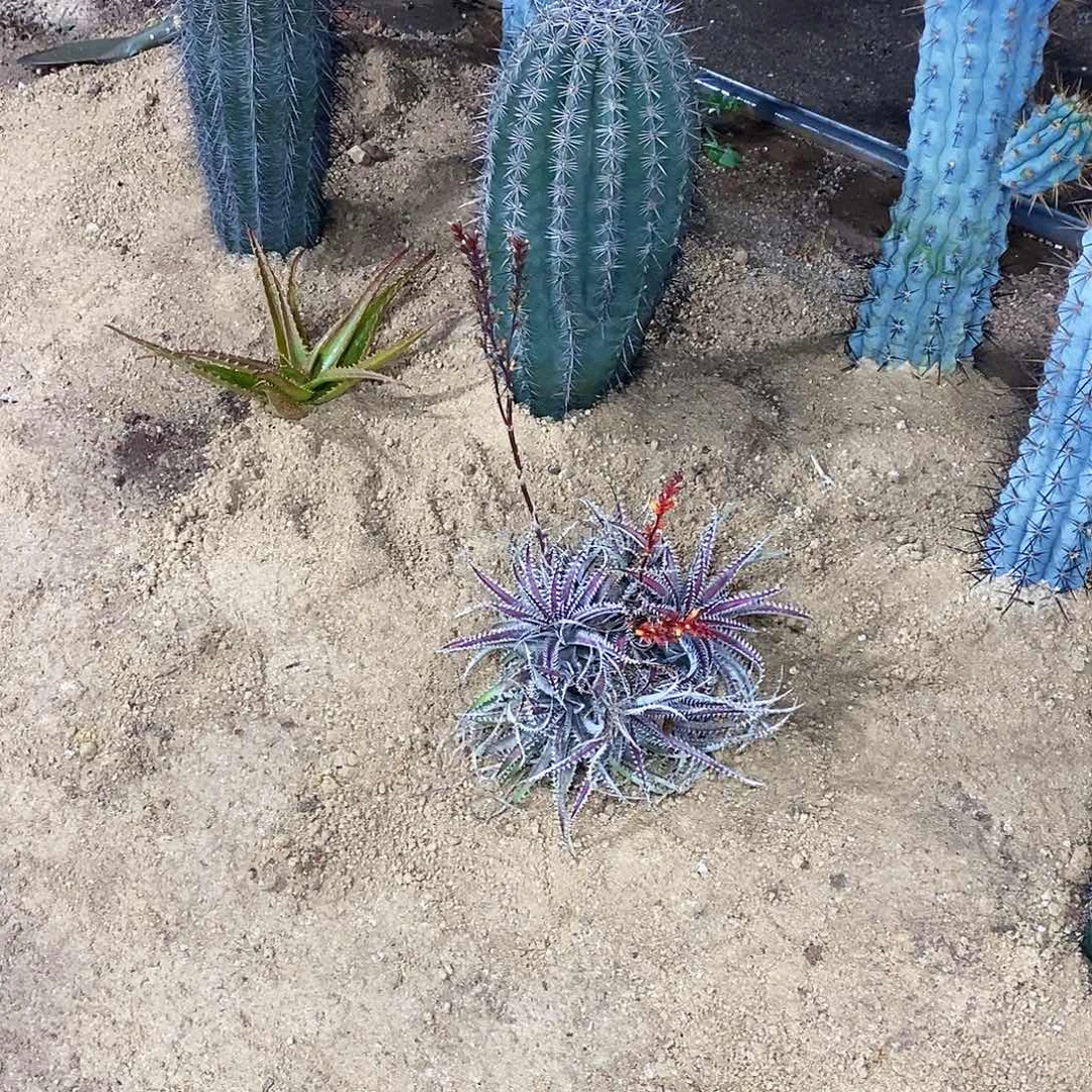 R****n0000000000015000000000