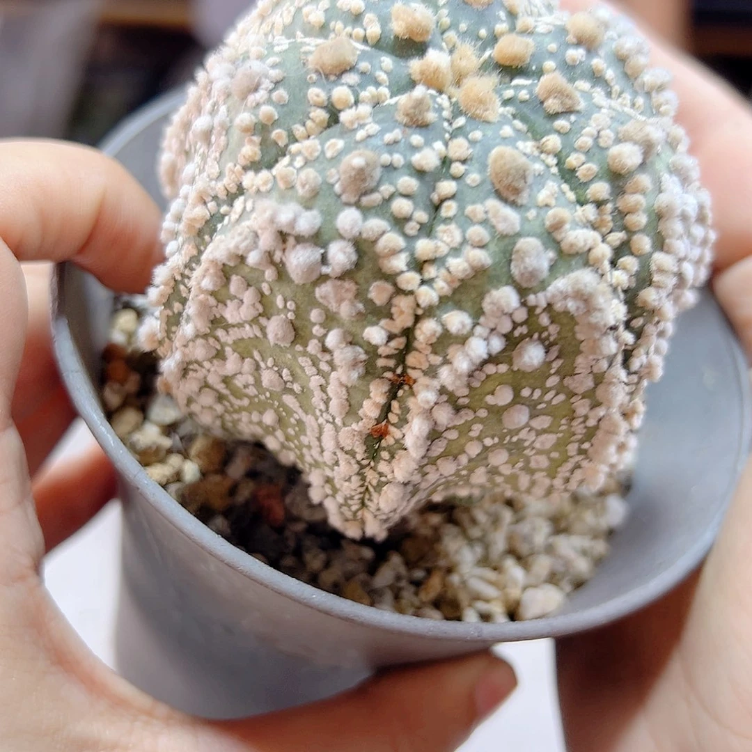 晚19号自根海星花园兜7公分