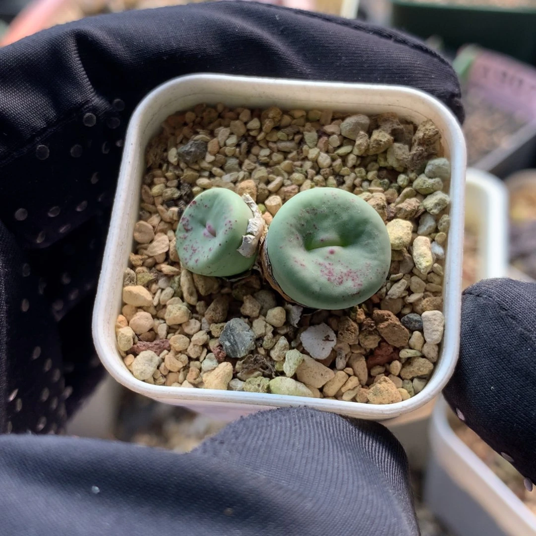 917大型红嘴母本