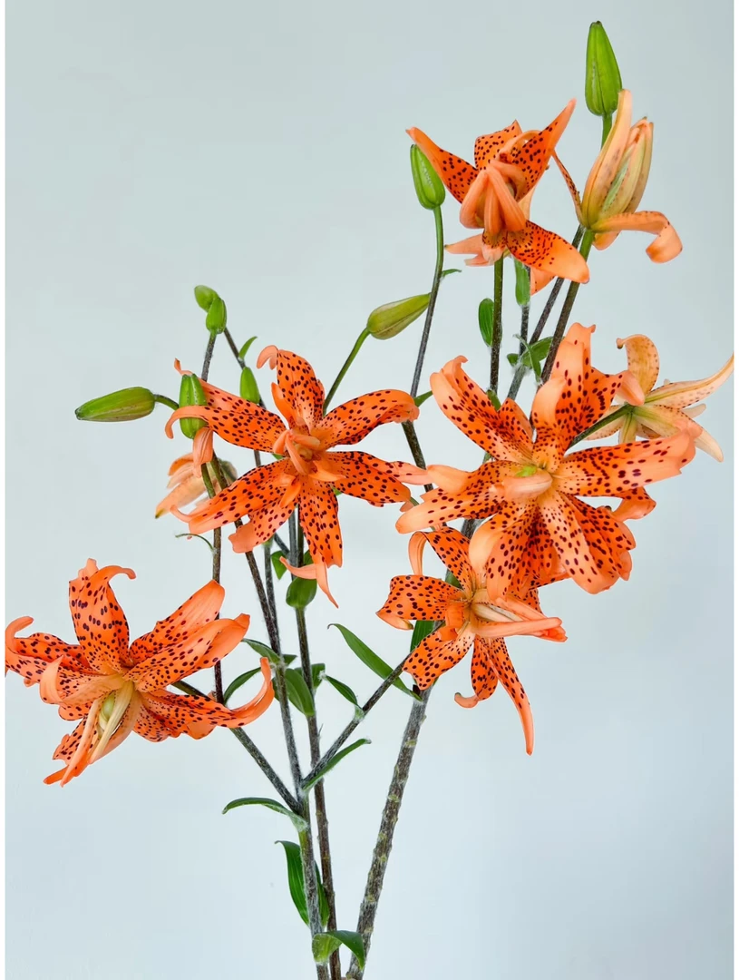 云南鲜切稀有小众虎皮帝王花宝宝百合花无香味鲜花同城配送次日达