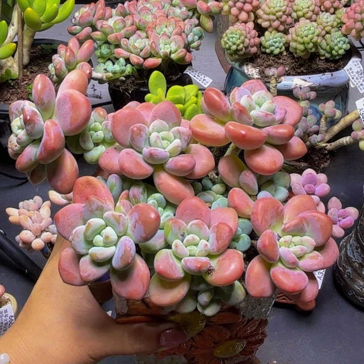 樱花洛神682/18cm多肉