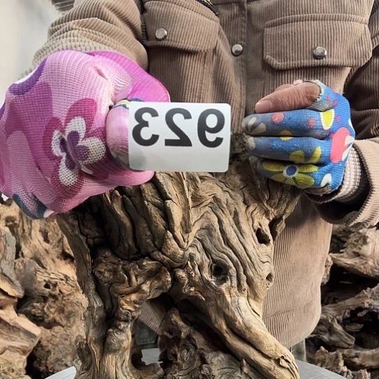 用****狼紫砂噜啦啦啦啦啦啦