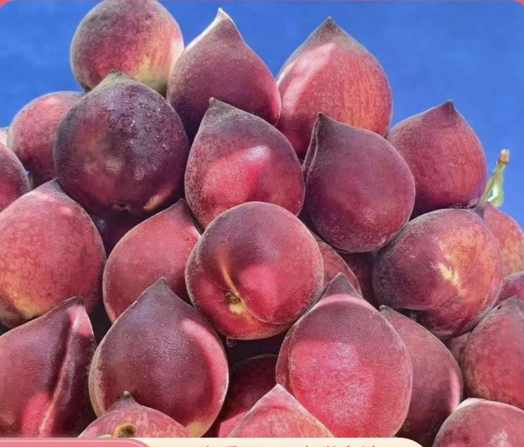 【新鲜桃】高山露天种植三月毛桃清甜可口
