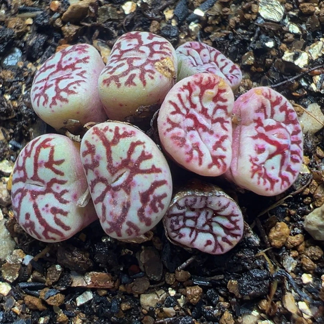 红纹墨群多肉植物百科