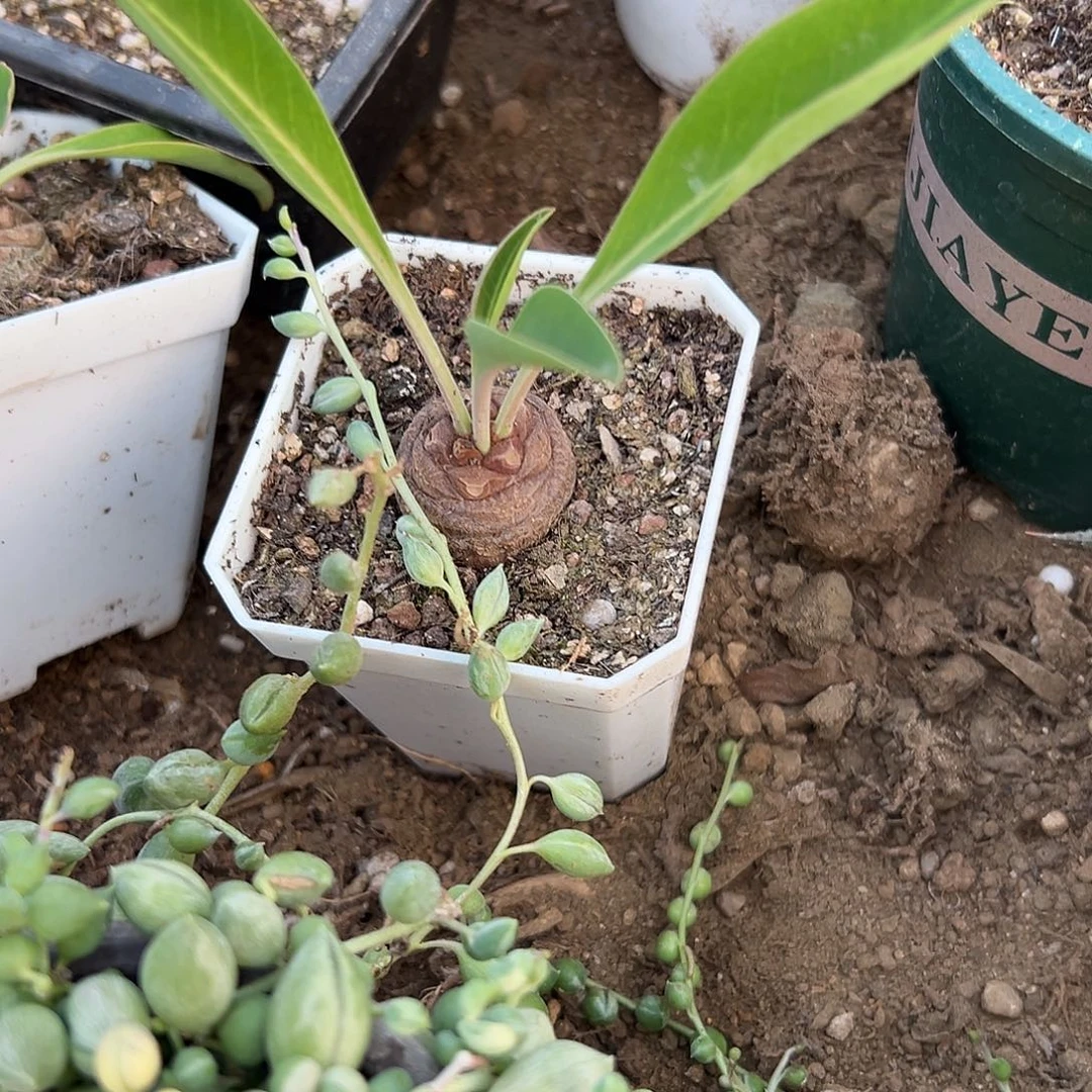 多肉植物铁甲麒麟