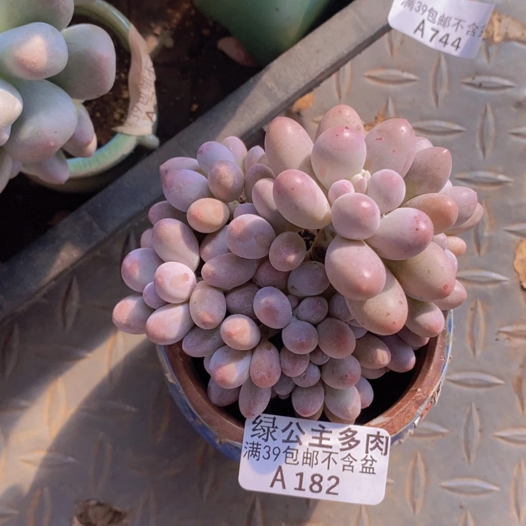 汤圆8cm182多肉植物