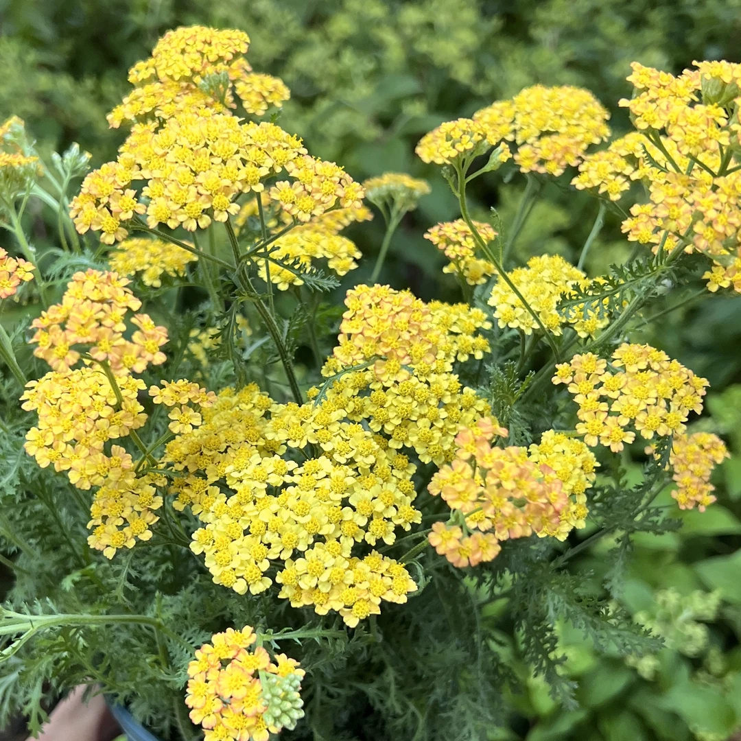 黄色千叶蓍草盆栽多年生草本植物耐热抗寒庭院花境植物