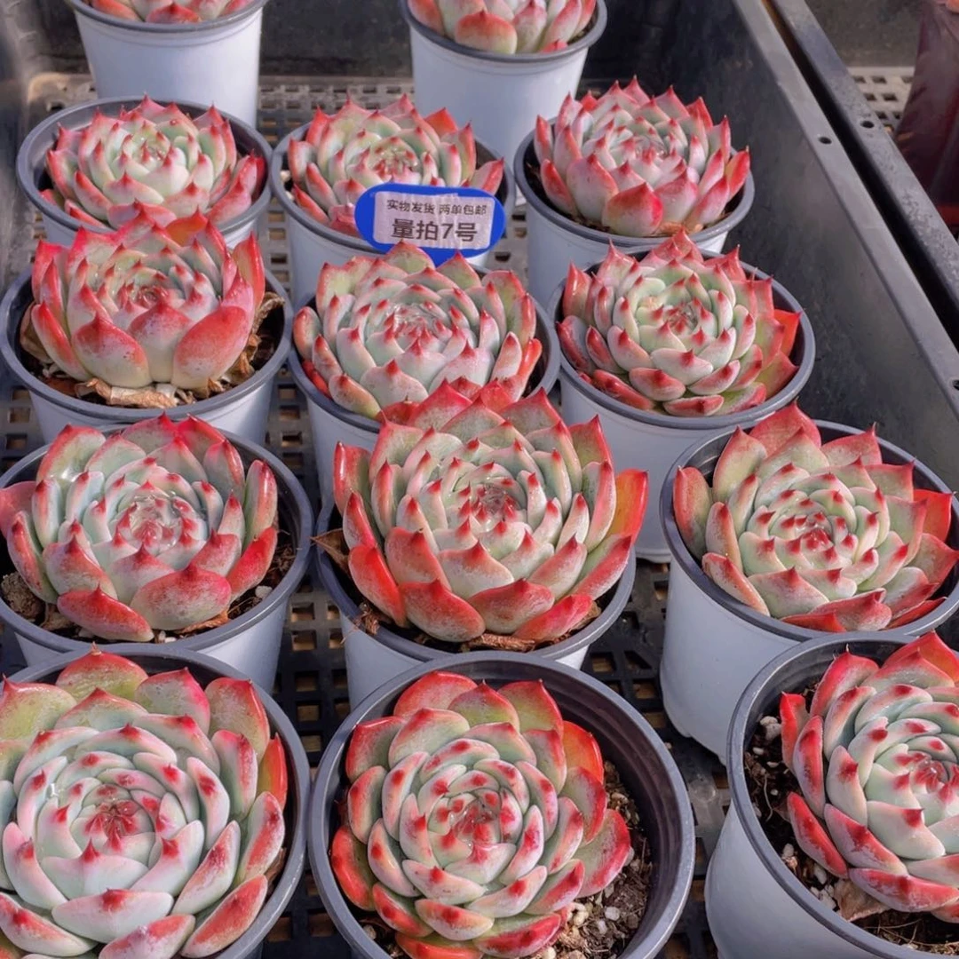 量拍7号 吉娃娃水蜜桃单头一个