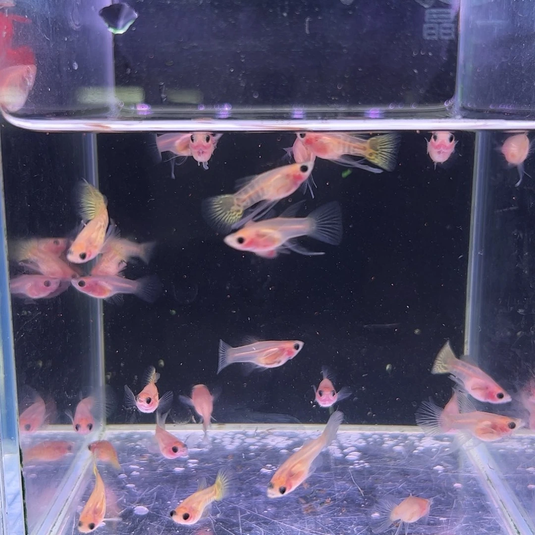 孔雀鱼黄蕾丝清缸c全家福25条加