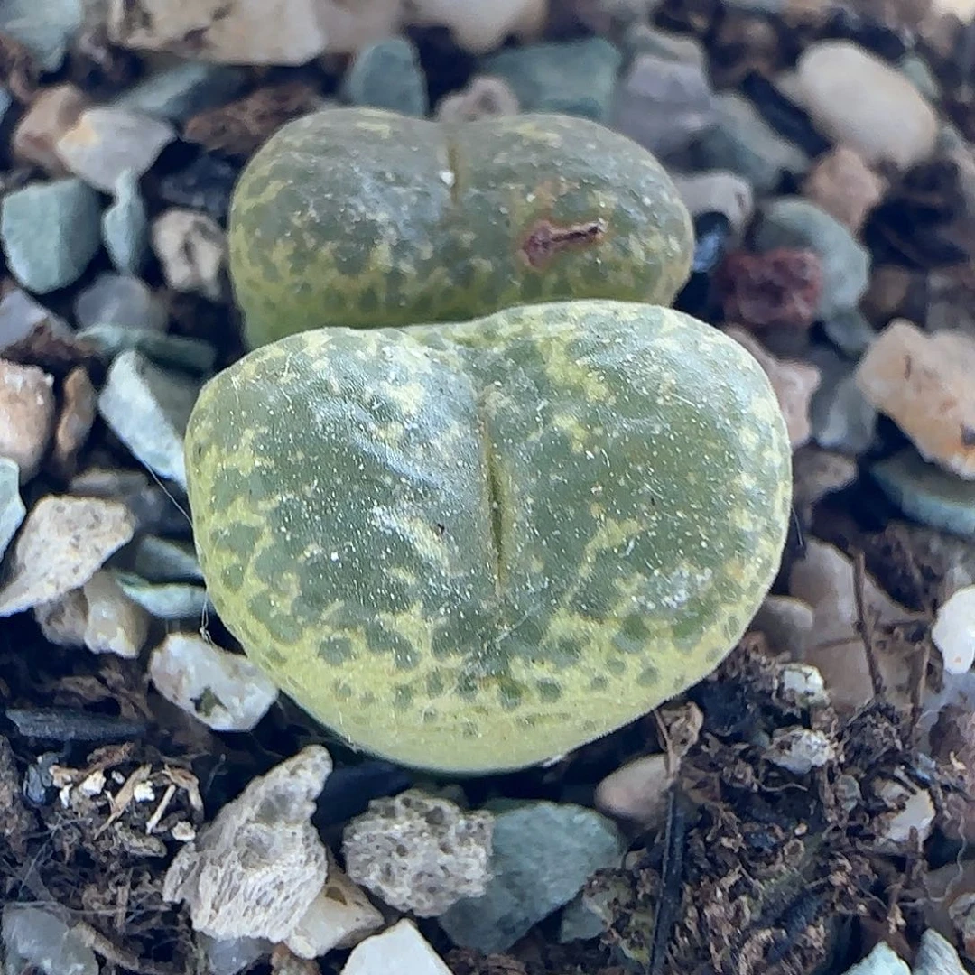 开播福利来啦45287