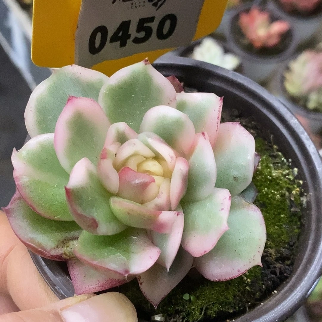 450哈哈哈哈实事求是