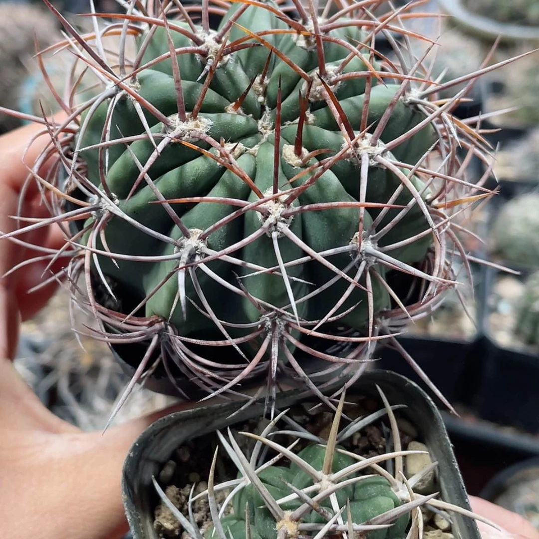 【闪购商品】组合实生6666