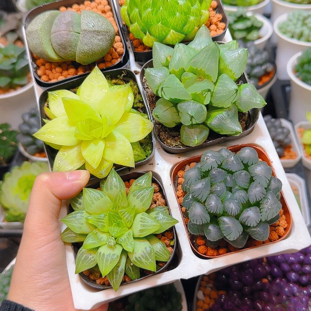 玉露六件套多肉，原盆