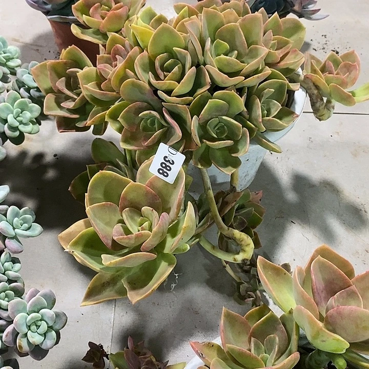 x***n388赫氏多肉植物多肉