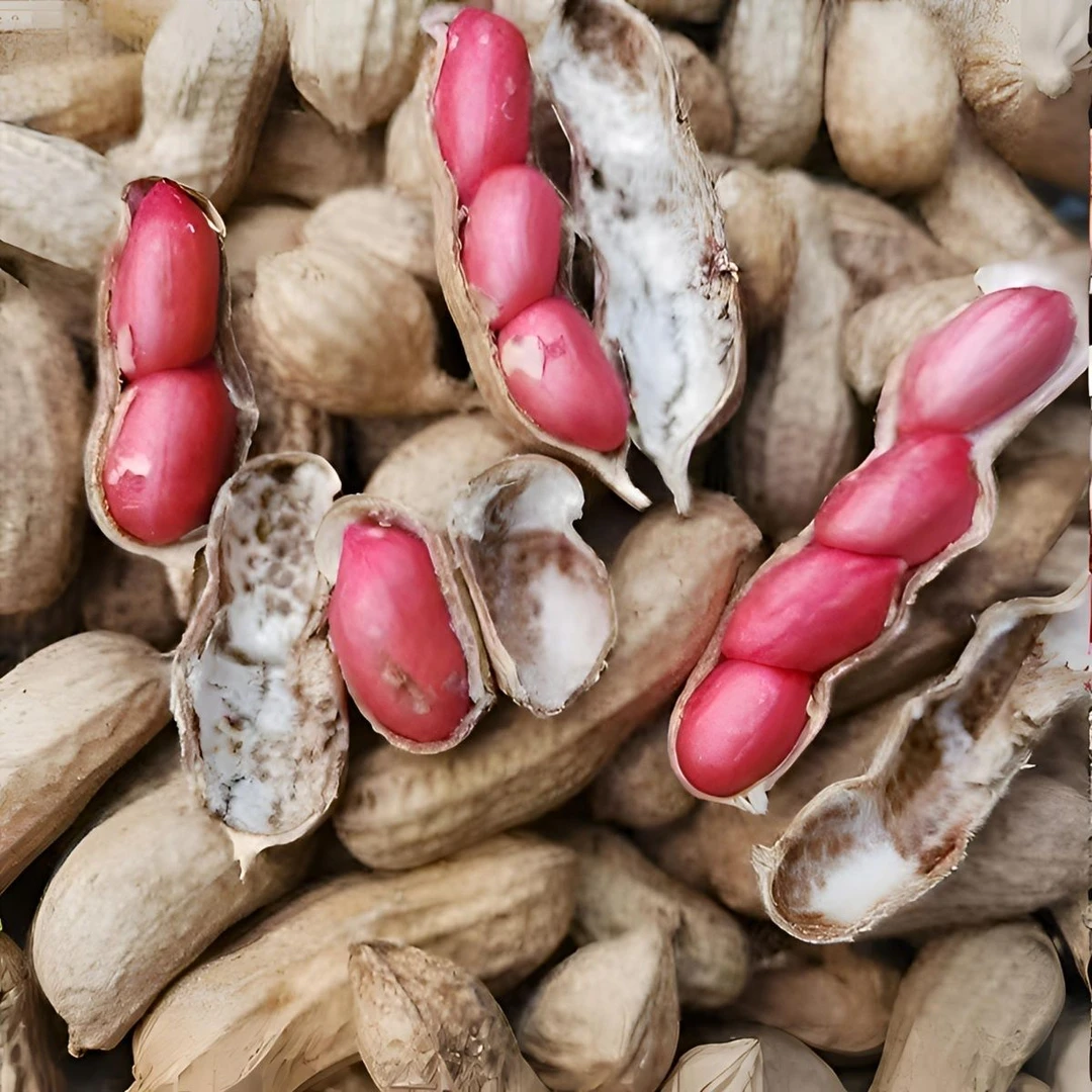 红皮花生 顺丰包邮 新鲜发货 带壳带泥 四粒红 农家自种