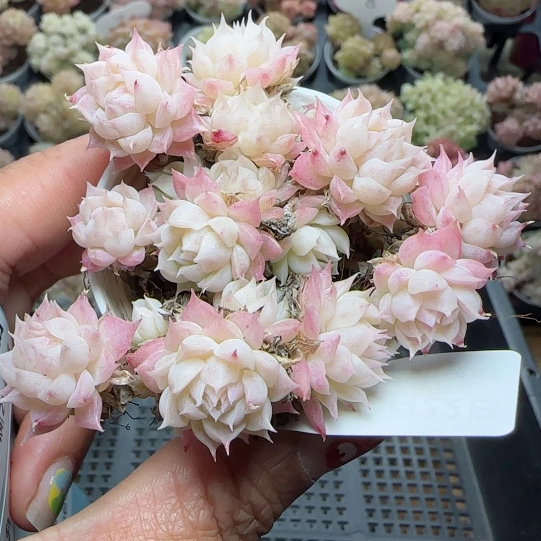 淳**娜花语逸境0222-582散