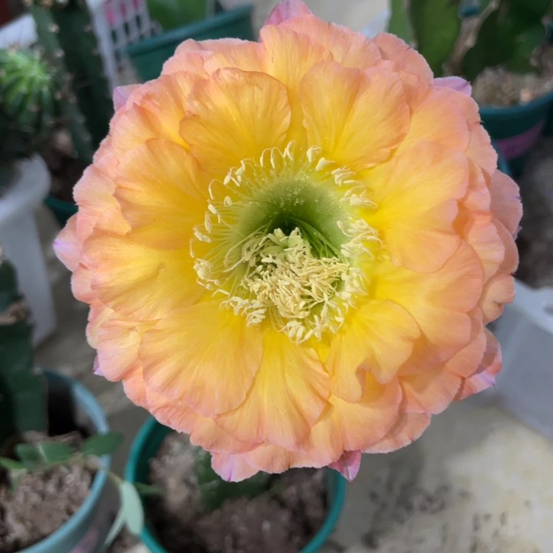 新品彩草金铃侧芽一个