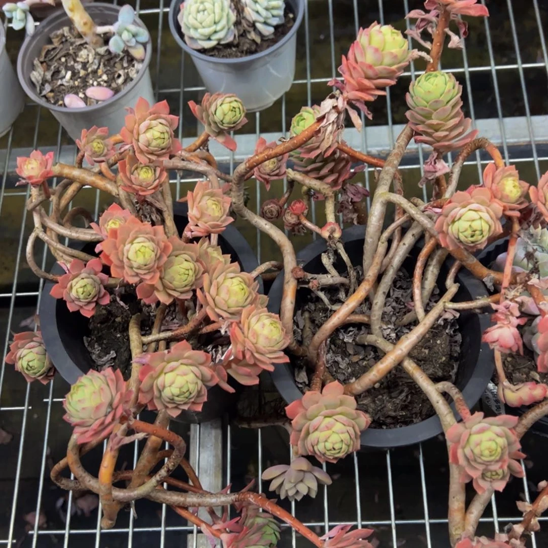 绿蔷薇飘枝老桩两盆