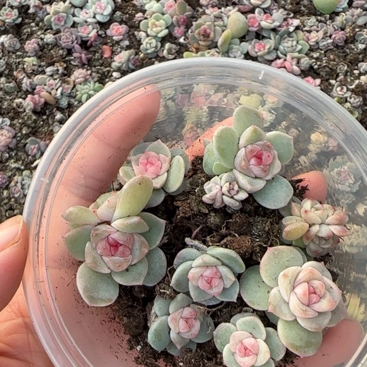 46号绝绝子多肉一盒