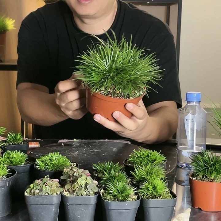 【闪购商品】不开花植物