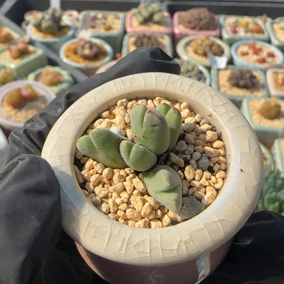 8763-一物一拍 带盆