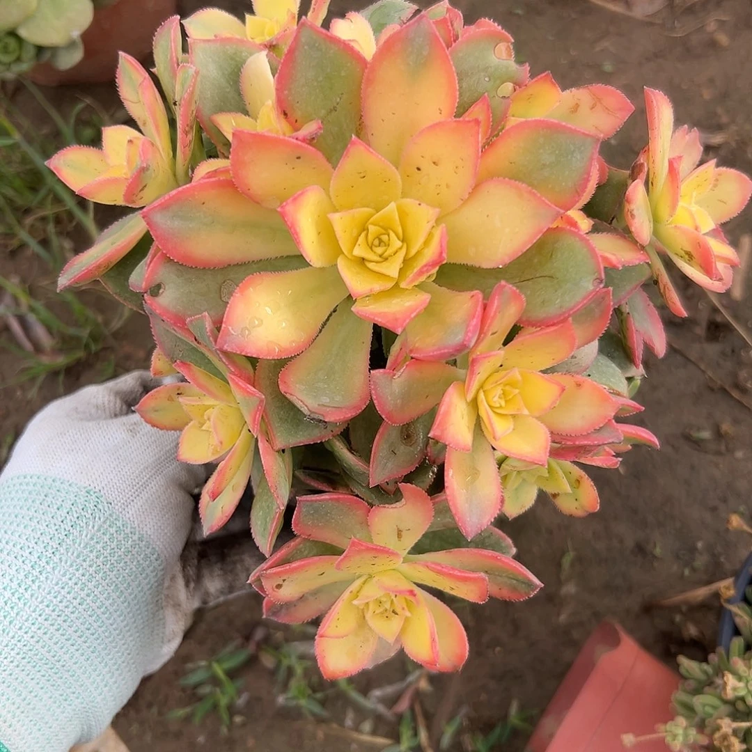 duo r ju z z y y y x y z w