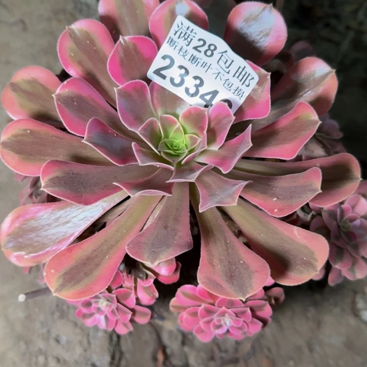 23346南美杜莎多肉植物