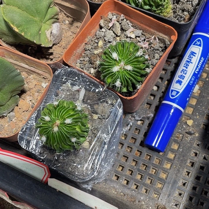 星巴克带盆土发货