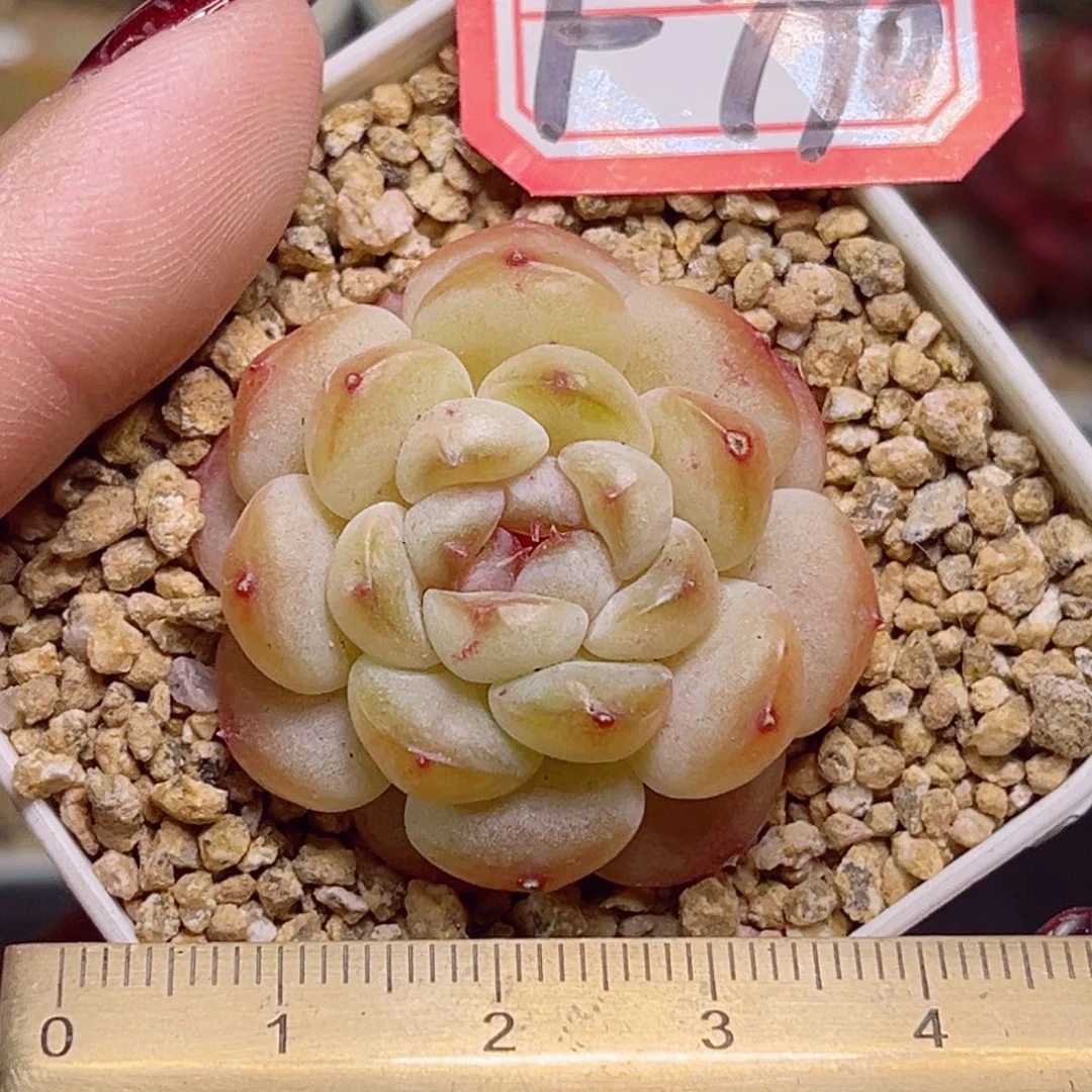 F790一物一拍 小奶龙