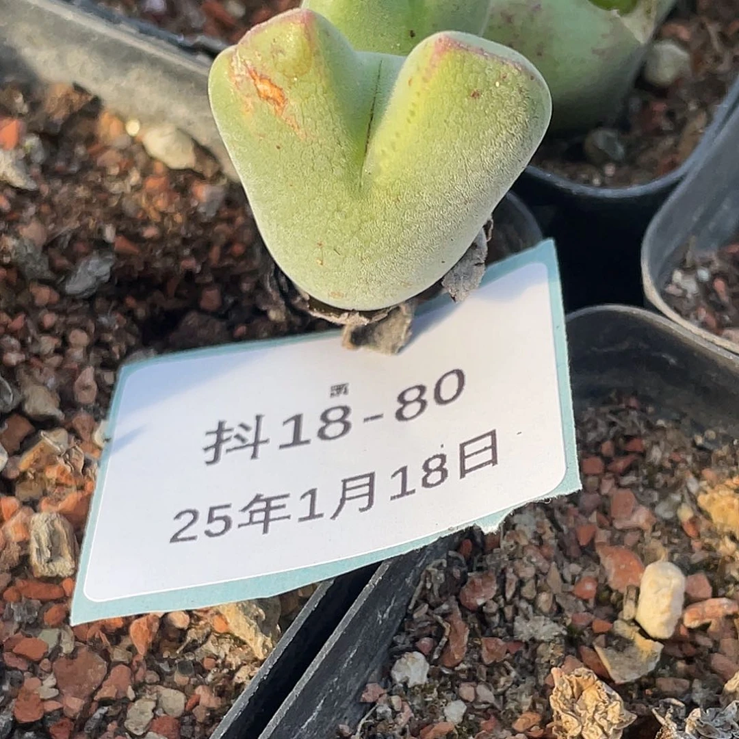 b*u18-80肉锥多肉植物