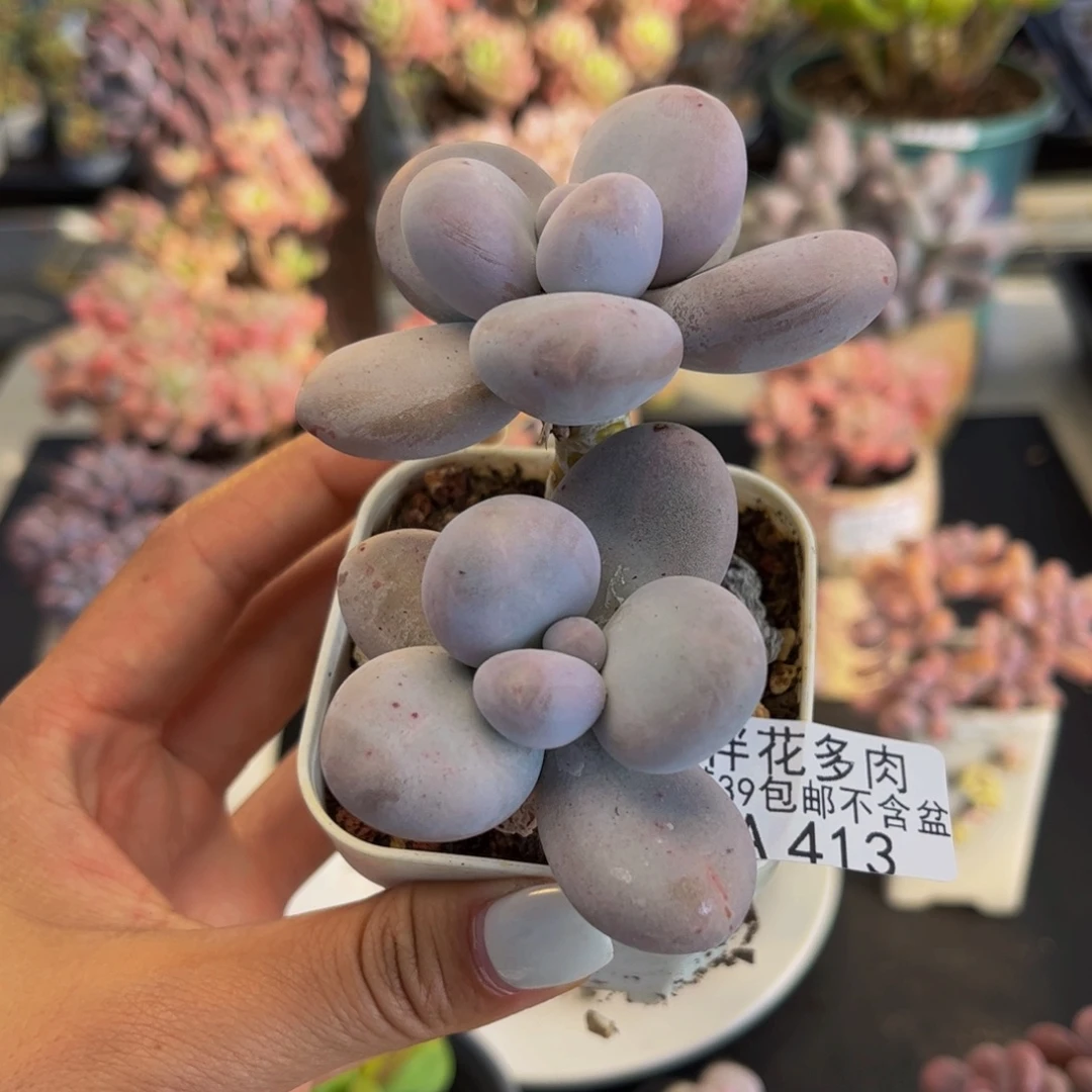 413-原始奶多肉8cm