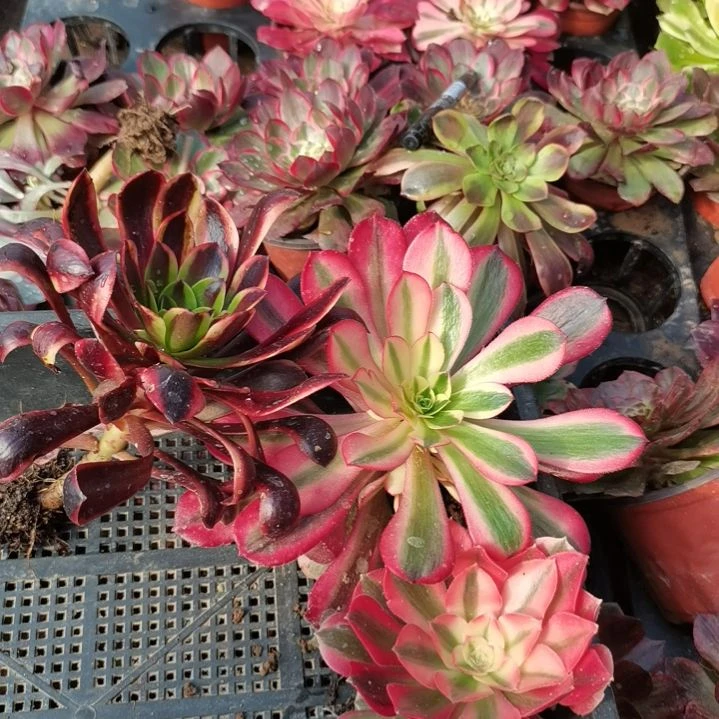 人****@欧佳丽+美杜莎+半夏法师单头