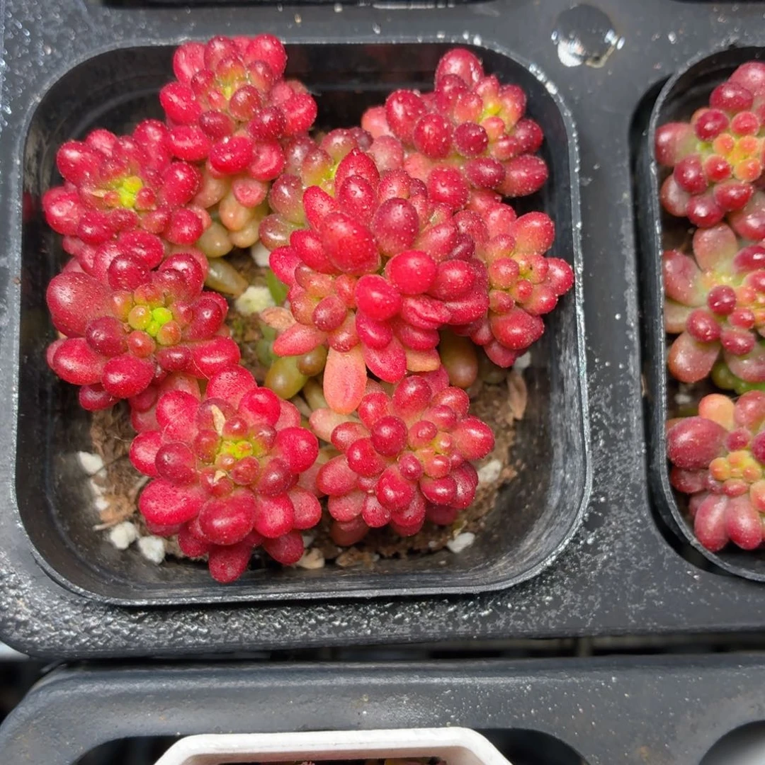 浆果多肉9.9包邮发货