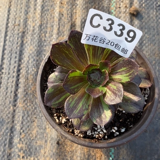 339灰圆叶拉丝多肉植物