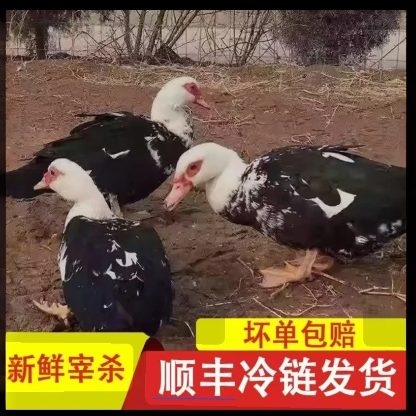 拍一只送一只2只农家放养番鸭新鲜宰杀冷冻发货 杀好净重