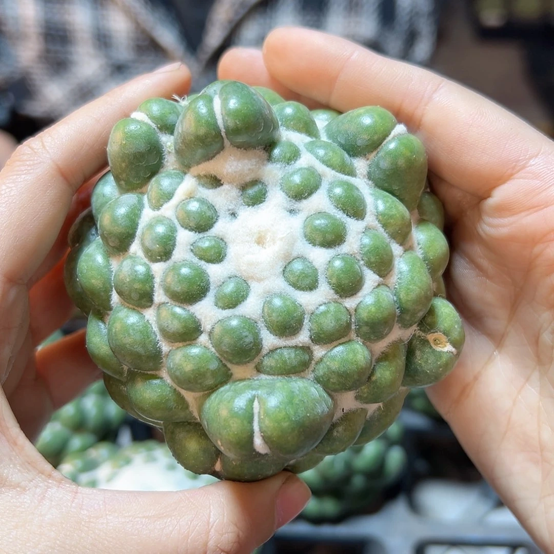 蜘蛛眼无根8公分