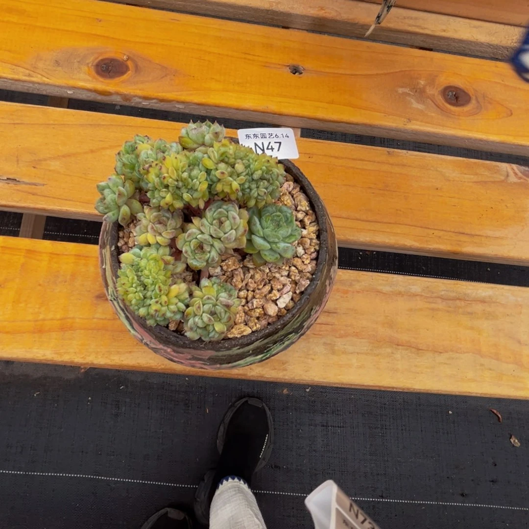 小***乔n47溏心缀化呀呀呀