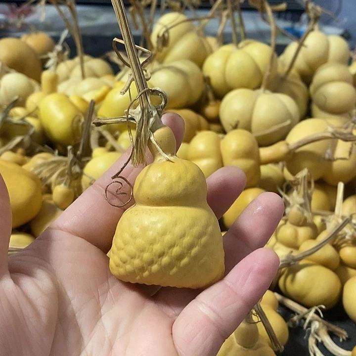 葫芦的颜色很好看