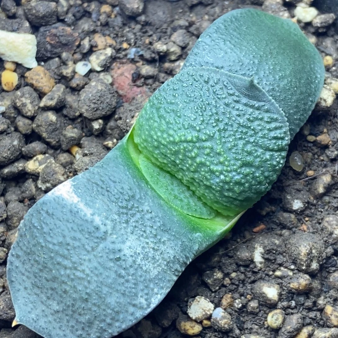 实生卧牛一物一拍