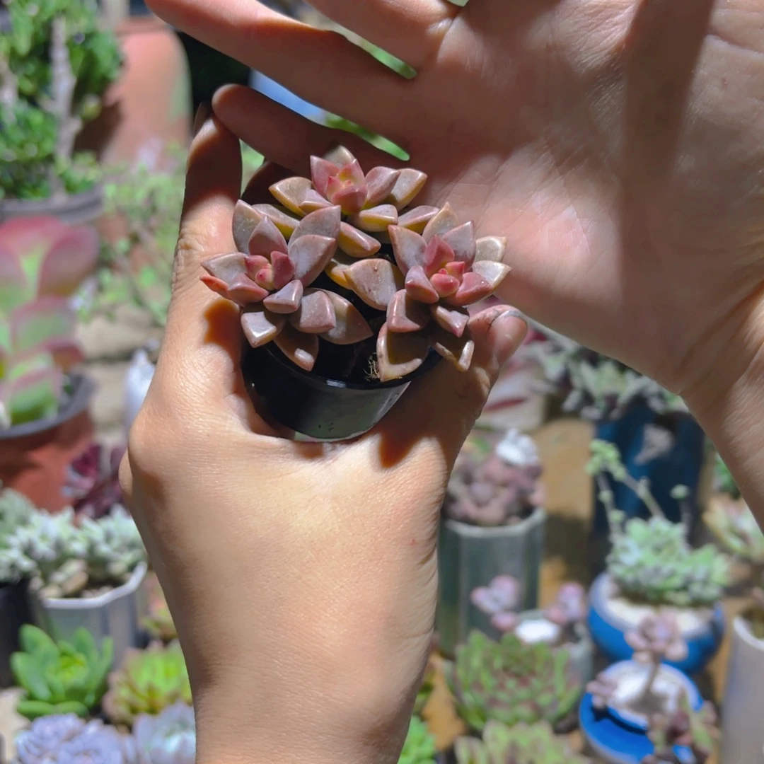 姬龙跃新疆包邮5cm